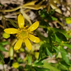 Ranunculus amphitrichus at Goulburn, NSW - 8 Sep 2024