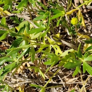 Ranunculus amphitrichus at Goulburn, NSW - 8 Sep 2024