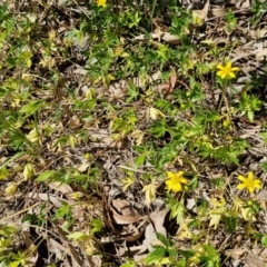 Ranunculus amphitrichus at Goulburn, NSW - 8 Sep 2024