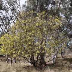 Acacia pravissima (Wedge-leaved Wattle, Ovens Wattle) at Forde, ACT - 8 Sep 2024 by Clarel