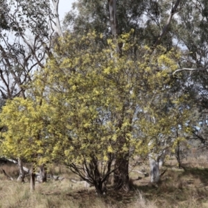 Acacia pravissima at Forde, ACT - 8 Sep 2024 10:26 AM