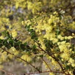 Acacia pravissima at Forde, ACT - 8 Sep 2024