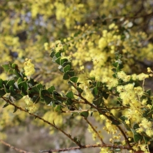 Acacia pravissima at Forde, ACT - 8 Sep 2024