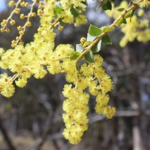 Acacia pravissima at Forde, ACT - 8 Sep 2024