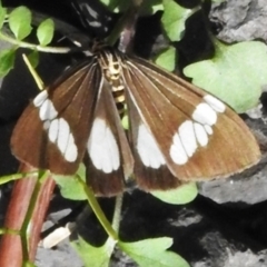 Nyctemera baulus (Asian Magpie Moth) at Kuranda, QLD - 29 Aug 2024 by JohnBundock