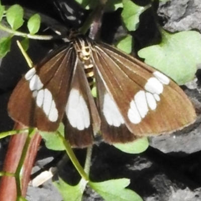 Nyctemera baulus (Asian Magpie Moth) at Kuranda, QLD - 29 Aug 2024 by JohnBundock