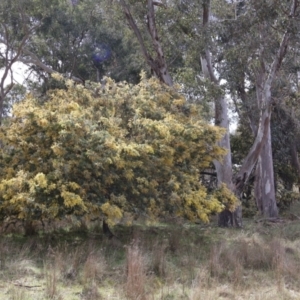 Acacia baileyana at Throsby, ACT - 8 Sep 2024