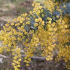 Acacia baileyana at Throsby, ACT - 8 Sep 2024 10:29 AM