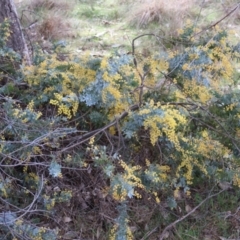 Acacia baileyana at Throsby, ACT - 8 Sep 2024 10:29 AM