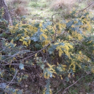 Acacia baileyana at Throsby, ACT - 8 Sep 2024