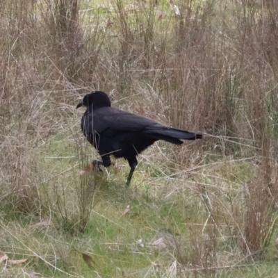 Corcorax melanorhamphos (White-winged Chough) at Throsby, ACT - 8 Sep 2024 by Clarel