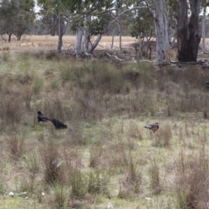 Corcorax melanorhamphos at Throsby, ACT - 8 Sep 2024 10:30 AM