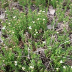 Asperula conferta (Common Woodruff) at Throsby, ACT - 8 Sep 2024 by Clarel