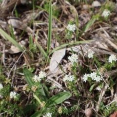 Asperula conferta at Throsby, ACT - 8 Sep 2024 10:36 AM