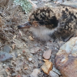 Vanellus miles at Yass River, NSW - 6 Sep 2024 05:39 PM