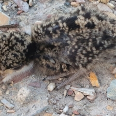 Vanellus miles at Yass River, NSW - 6 Sep 2024 05:39 PM