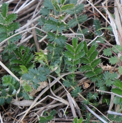 Acaena echinata (Sheeps Burr) at Throsby, ACT - 8 Sep 2024 by Clarel