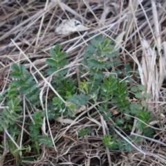 Acaena echinata at Throsby, ACT - 8 Sep 2024 10:38 AM