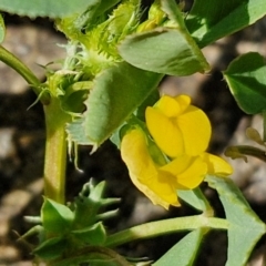 Medicago polymorpha (Burr Medic) at Goulburn, NSW - 8 Sep 2024 by trevorpreston