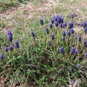 Muscari armeniacum at Throsby, ACT - 8 Sep 2024