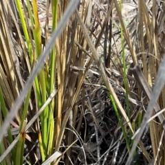 Carex appressa at Denman Prospect, ACT - 8 Sep 2024