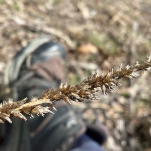 Carex appressa at Denman Prospect, ACT - 8 Sep 2024