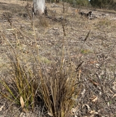 Carex appressa at Denman Prospect, ACT - 8 Sep 2024