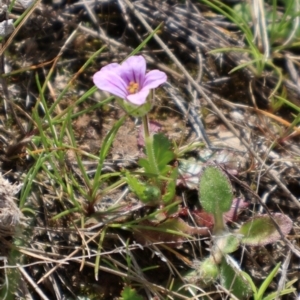 Erodium botrys at Throsby, ACT - 8 Sep 2024 10:44 AM