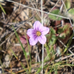 Erodium botrys at Throsby, ACT - 8 Sep 2024 10:44 AM