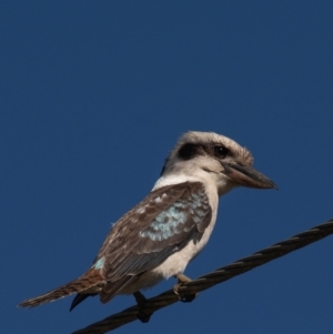 Dacelo novaeguineae at Yandaran, QLD - 16 Jun 2024