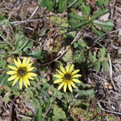 Arctotheca calendula (Capeweed, Cape Dandelion) at Throsby, ACT - 8 Sep 2024 by Clarel