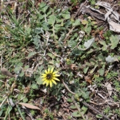 Arctotheca calendula at Throsby, ACT - 8 Sep 2024 10:53 AM