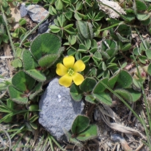 Oxalis sp. at Throsby, ACT - 8 Sep 2024