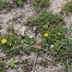 Oxalis sp. at Throsby, ACT - 8 Sep 2024