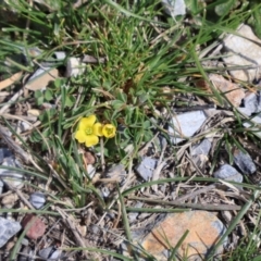 Oxalis sp. at Throsby, ACT - 8 Sep 2024 10:57 AM