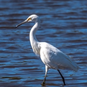 Egretta garzetta at Yandaran, QLD - 16 Jun 2024