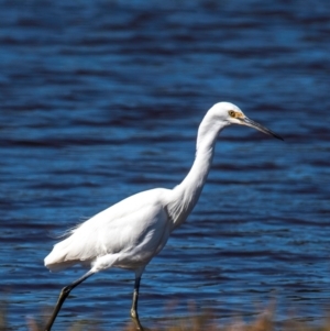 Egretta garzetta at Yandaran, QLD - 16 Jun 2024 12:11 PM