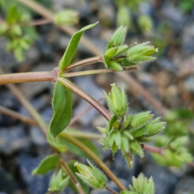 Stellaria media (Common Chickweed) at Goulburn, NSW - 8 Sep 2024 by trevorpreston