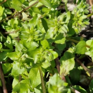 Stellaria media at Goulburn, NSW - 8 Sep 2024