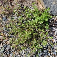 Stellaria media at Goulburn, NSW - 8 Sep 2024