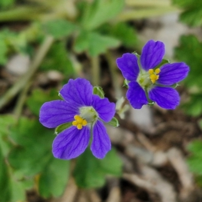 Erodium crinitum (Native Crowfoot) at Goulburn, NSW - 8 Sep 2024 by trevorpreston