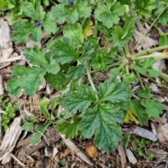 Erodium crinitum at Goulburn, NSW - 8 Sep 2024 10:54 AM