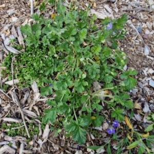 Erodium crinitum at Goulburn, NSW - 8 Sep 2024