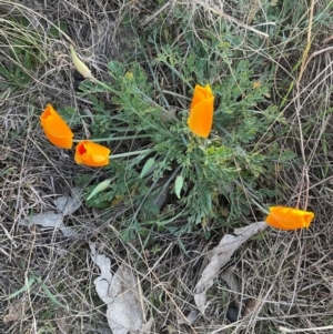 Eschscholzia californica at Denman Prospect, ACT - 8 Sep 2024 03:43 PM