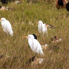 Bubulcus coromandus (Eastern Cattle Egret) at Shoal Point, QLD - 27 Jul 2024 by Petesteamer