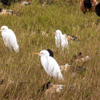 Bubulcus coromandus (Eastern Cattle Egret) at Shoal Point, QLD - 27 Jul 2024 by Petesteamer