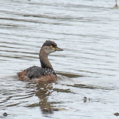 Tachybaptus novaehollandiae (Australasian Grebe) at Shoal Point, QLD - 27 Jul 2024 by Petesteamer