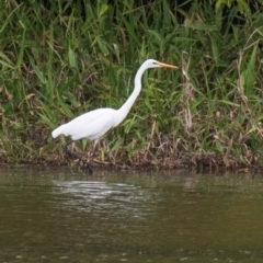 Ardea alba (Great Egret) at Shoal Point, QLD - 27 Jul 2024 by Petesteamer