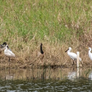 Platalea regia at Shoal Point, QLD - 27 Jul 2024