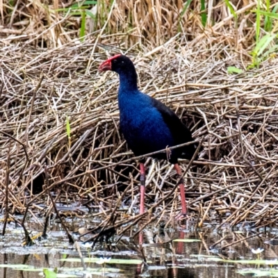 Porphyrio melanotus (Australasian Swamphen) at Shoal Point, QLD - 27 Jul 2024 by Petesteamer